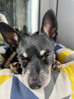 Küçük siyah bir köpek kanepesinde yatıyor.