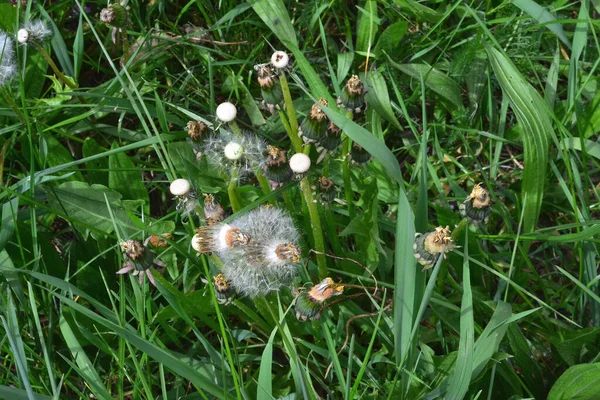 Многие Одуванчики Цветут Среди Зеленой Травы — стоковое фото