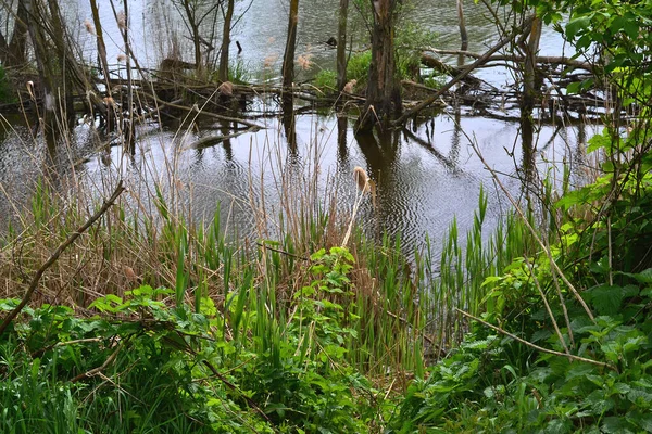 Озеро Посреди Зеленого Леса — стоковое фото