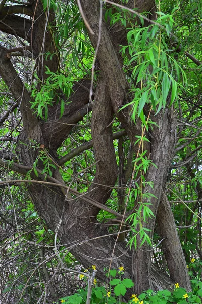 Uma Árvore Verde Floresta Tem Ramos Emaranhados — Fotografia de Stock
