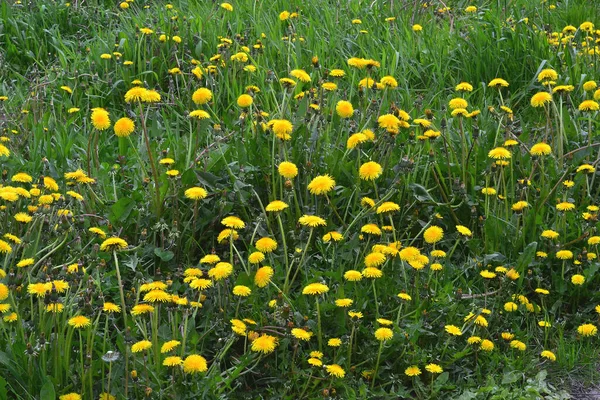 Stock image A field of yellow flowers among green grass