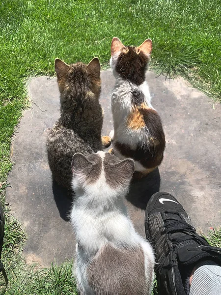 Drei Katzen Sitzen Der Sonne Neben Dem Grünen Gras — Stockfoto