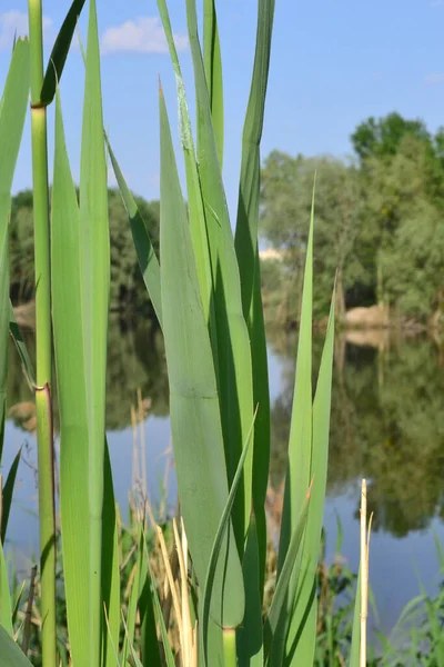 绿草生长在美丽的湖畔 — 图库照片