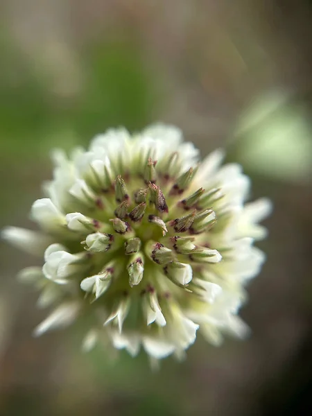 Крупним Планом Біла Квітка Полі — стокове фото