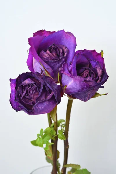 there are three withered purple roses on a white background