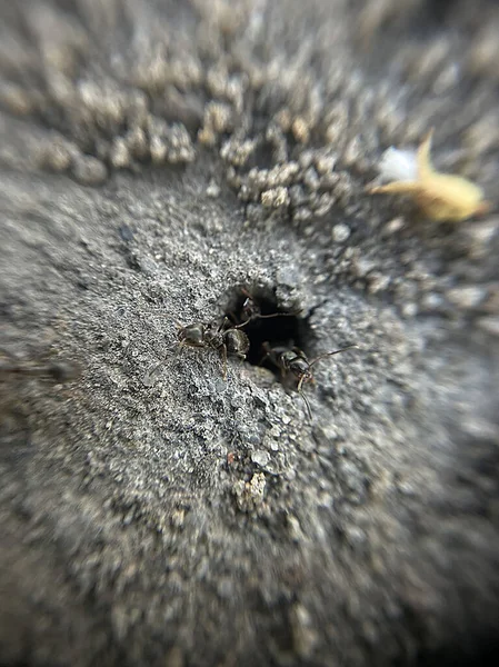 Wiele Mrówek Wspiąć Się Dziury Ziemi — Zdjęcie stockowe