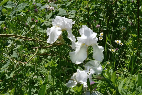 Yeşil Çimlerin Arkasında Güzel Beyaz Çiçekli Bir Çalı Yetişir — Stok fotoğraf