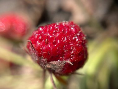 Makro karede küçük kırmızı tatlı çilek.