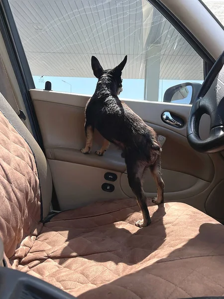 a black dog in a car looks out the window