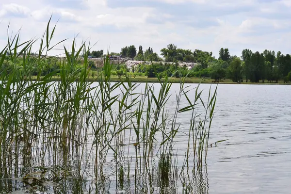 湖中清澈的水和俯瞰田野的青草 — 图库照片
