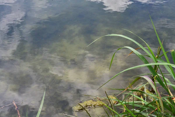 Klart Vatten Sjön Och Grönt Gräs — Stockfoto