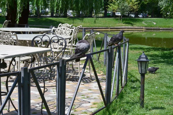 Pombos Estão Sentados Uma Cerca Preta Metal — Fotografia de Stock
