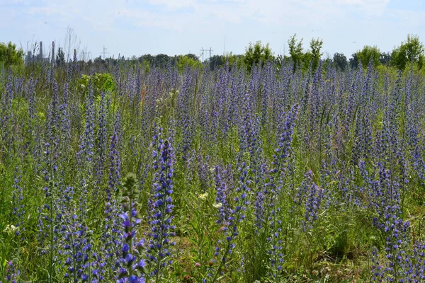 stock image a large field of purple flowers