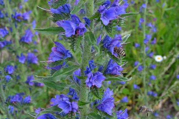 Purple Flowers Green Grass — Stock Photo, Image