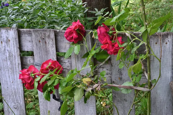 a bush of red flowers grows near the fence