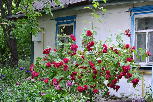 stock image roses grow in the garden near the house