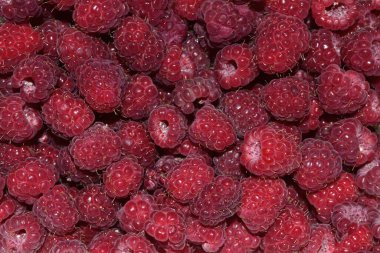 Pembe olgun ahududuların arka planı