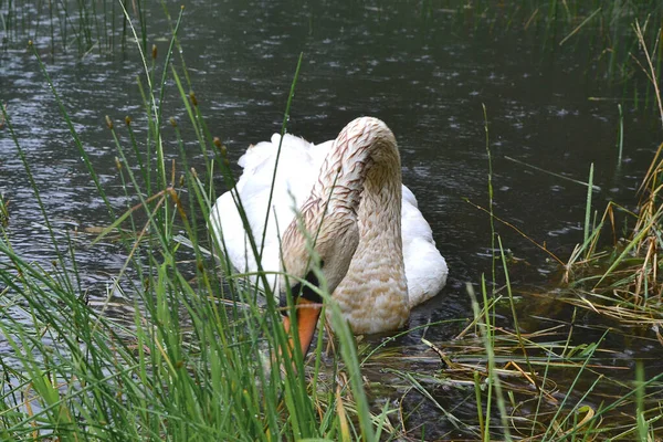 stock image A white swan in the lake swims near the shore and looks for food