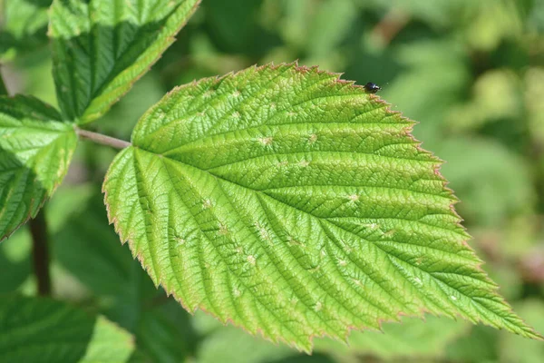 stock image A green raspberry leaf with a black insect on it