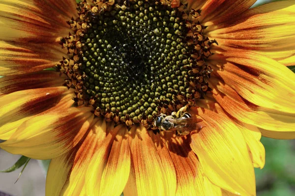 Bir Böcek Sarı Bir Ayçiçeğinin Üzerinde Oturur — Stok fotoğraf
