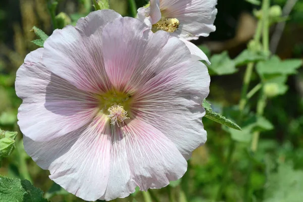 Kleine Roze Bloemen Groeien Tuin — Stockfoto
