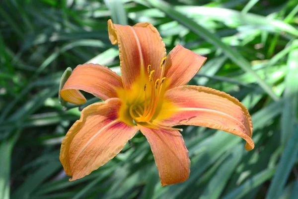 Orange Lily Grows Garden — Stock Photo, Image