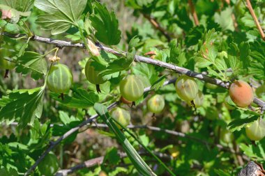 Bir ağaçta yeşil bir Bektaşi üzümü yetişmeye başlar.