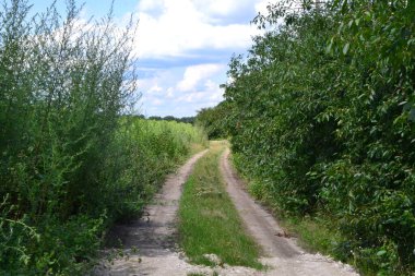 Tarlada ezilmiş yol