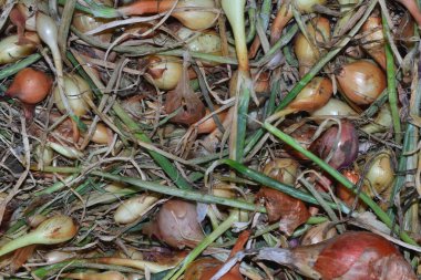 Genç soğanlar masada yatıyor.