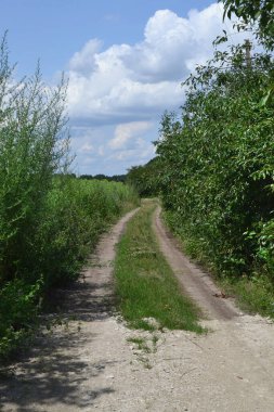 Tarlanın ortasında yürümüş bir yol.