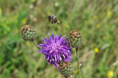 Bir arı pembe bir çiçeğe uçar