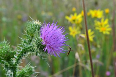 Bir arı tarlada pembe bir çiçeğe oturur.