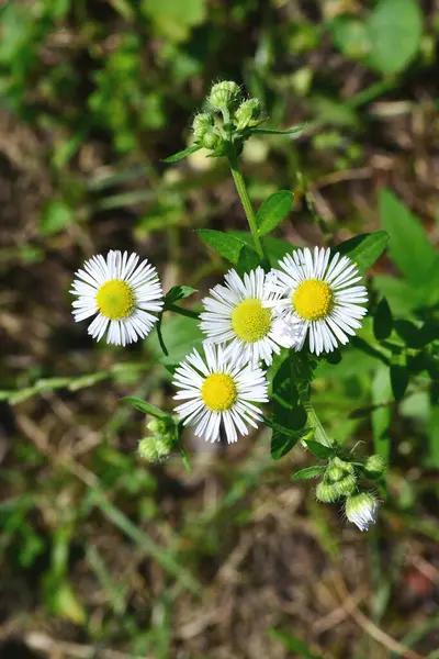 stock image small white flowers bloomed in the forest