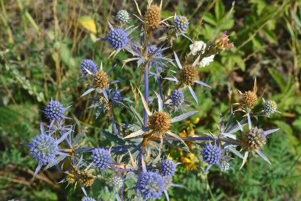Sahada Mavi Sarı Bitkiler — Stok fotoğraf