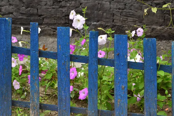 Flowers grow behind the blue fence
