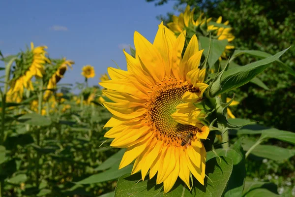 Wasp Sits Yellow Sunflower Field — Stock Photo, Image