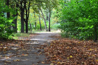 yeşil park ve sarı yapraklar asfaltta