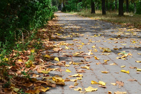 yellow leaves were falling from the trees on the asphalt in the park
