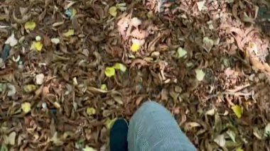 Kız yaprakların arasında yürür ve köpek yanından geçer.