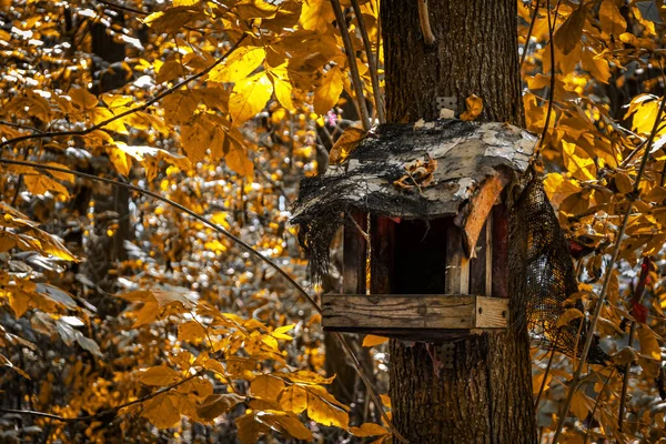 Фидер Дереве Лесу Осенью — стоковое фото