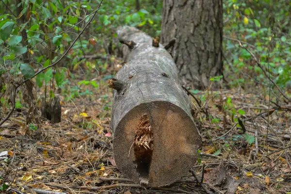 Uma Árvore Cortada Jaz Floresta — Fotografia de Stock