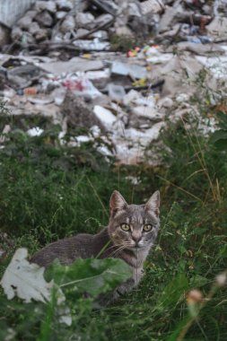 Gri bir kedi molozların yanında çimlerin üzerinde oturuyor.