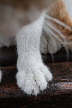 Beyaz pençeli bir kedi bankta oturur.