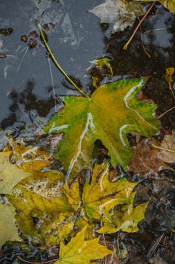 Sonbahar yaprakları su birikintisinde yatıyor.
