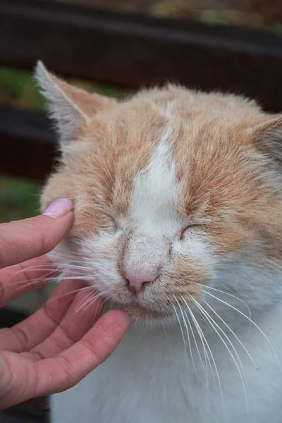 the red-haired white cat squinted from being stroked