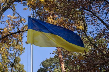 Sarı ağaçların arka planında Ukrayna bayrağı