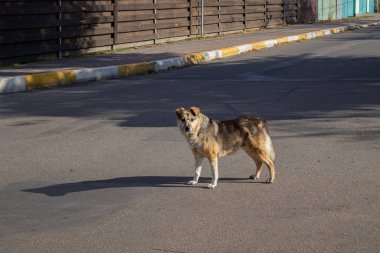 Güzel bir köpek sokakta yürüyor.