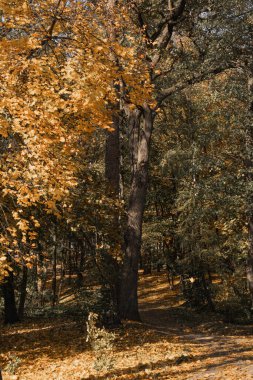 Sonbahar ağaçları sık bir ormanda