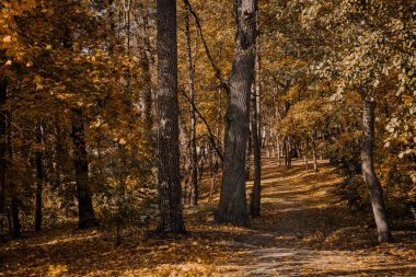 altın yaprağı ile sonbahar orman