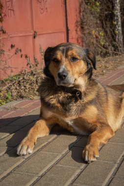 Güzel kızıl saçlı bir köpek güneşin altında güneşleniyor.